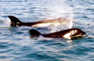 Orcas en la playa